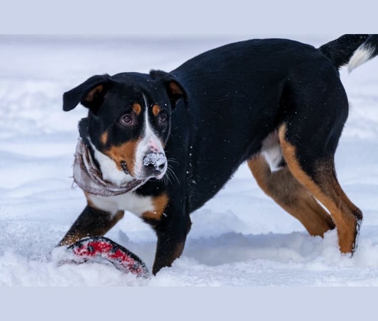 Hudson, a Bernese Mountain Dog and Greater Swiss Mountain Dog mix tested with EmbarkVet.com