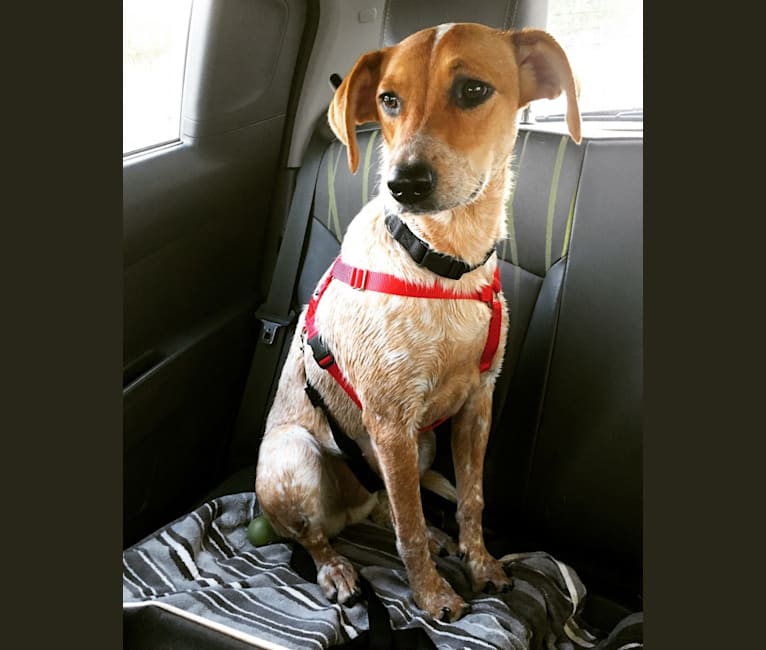 Jodie, an Australian Cattle Dog and Treeing Walker Coonhound mix tested with EmbarkVet.com