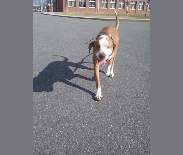 Ace Boogie, an American Pit Bull Terrier and American Foxhound mix tested with EmbarkVet.com