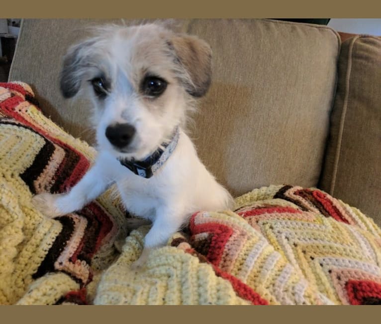 buddy, a Chihuahua and Poodle (Small) mix tested with EmbarkVet.com