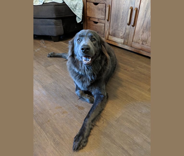 Zoboomafoo, a Great Pyrenees and Labrador Retriever mix tested with EmbarkVet.com