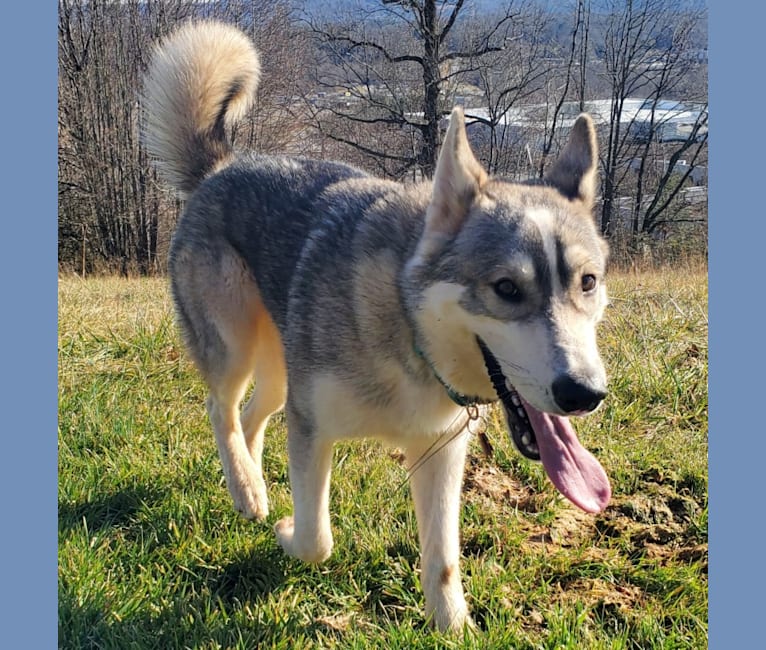 Khatsky, a Siberian Husky and Alaskan Malamute mix tested with EmbarkVet.com