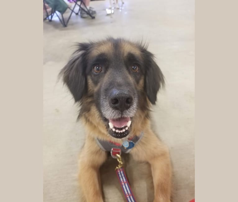 Embark Dog Dna Test Breed