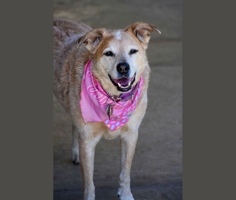Bindee Rose, an Australian Cattle Dog and Border Collie mix tested with EmbarkVet.com