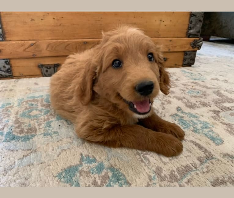 Blue Collar, a Goldendoodle tested with EmbarkVet.com