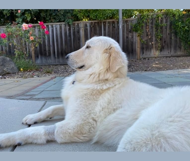 Falkor, a Great Pyrenees and Great Dane mix tested with EmbarkVet.com