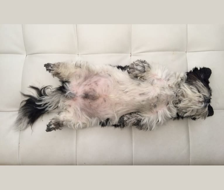 Merf Dinosaurpizza, a Shih Tzu tested with EmbarkVet.com