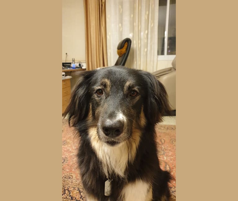 Baloo, an Arabian Village Dog tested with EmbarkVet.com