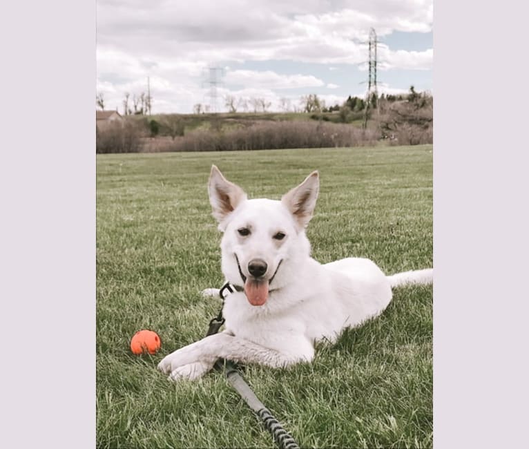 Chance, an American Eskimo Dog and Australian Cattle Dog mix tested with EmbarkVet.com