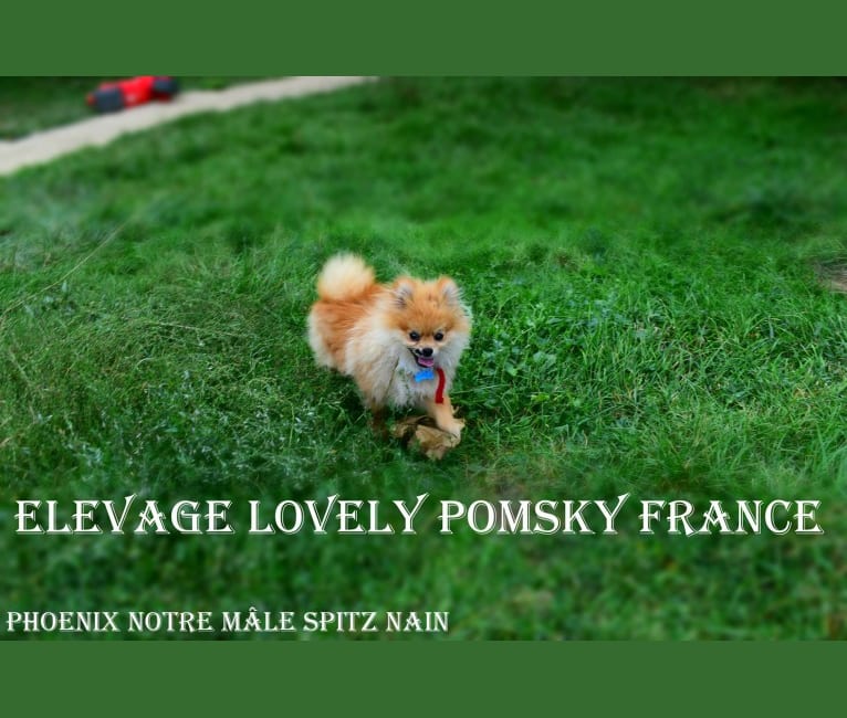 Embark Dog Dna Test Breed