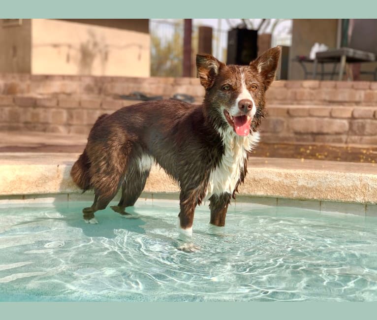 Leo, a Border Collie tested with EmbarkVet.com