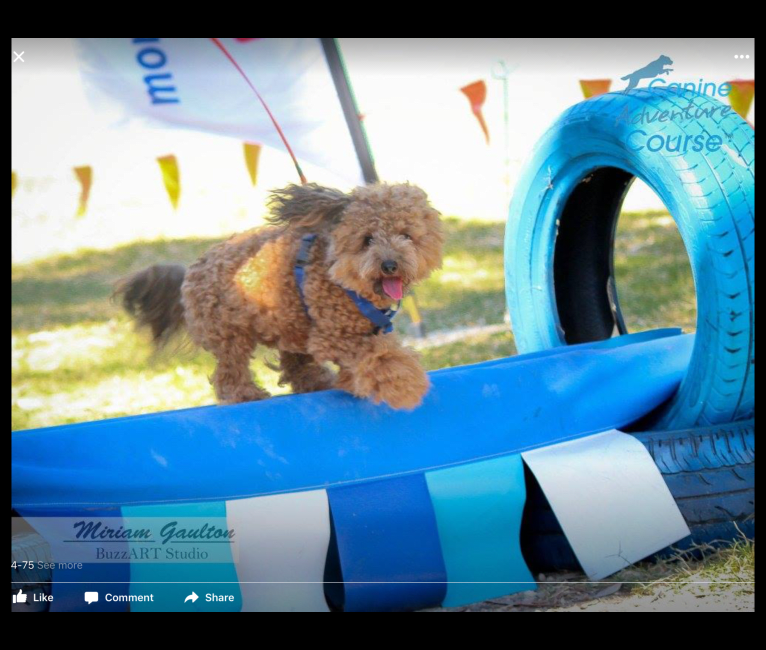 Teddy, a Poodle (Small) tested with EmbarkVet.com