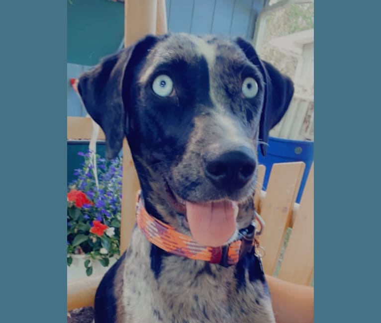 Tallulah, a Catahoula Leopard Dog tested with EmbarkVet.com