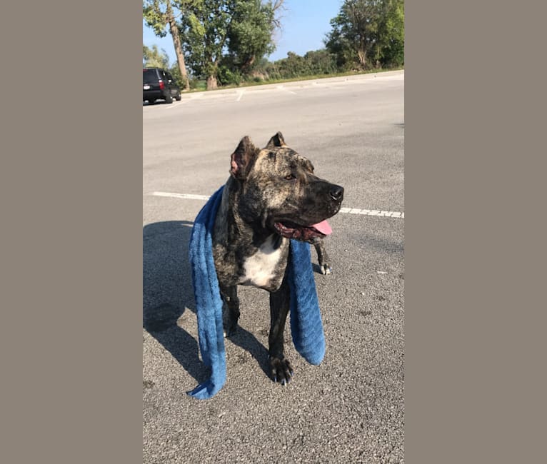 Embark Dog Dna Test Breed
