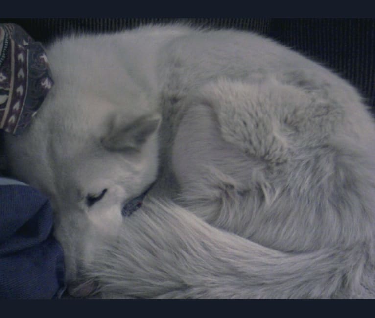Meeshka, a Siberian Husky tested with EmbarkVet.com