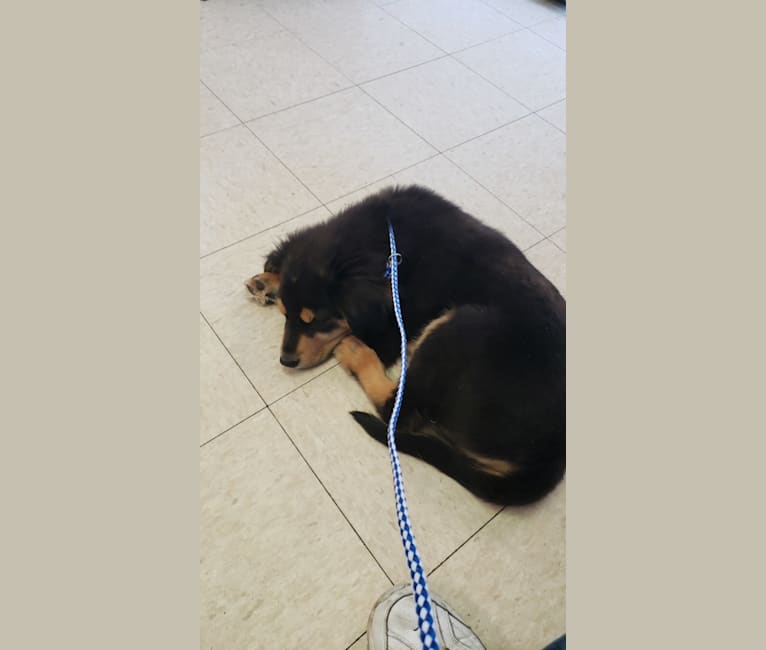 Bear, a Great Pyrenees and Labrador Retriever mix tested with EmbarkVet.com