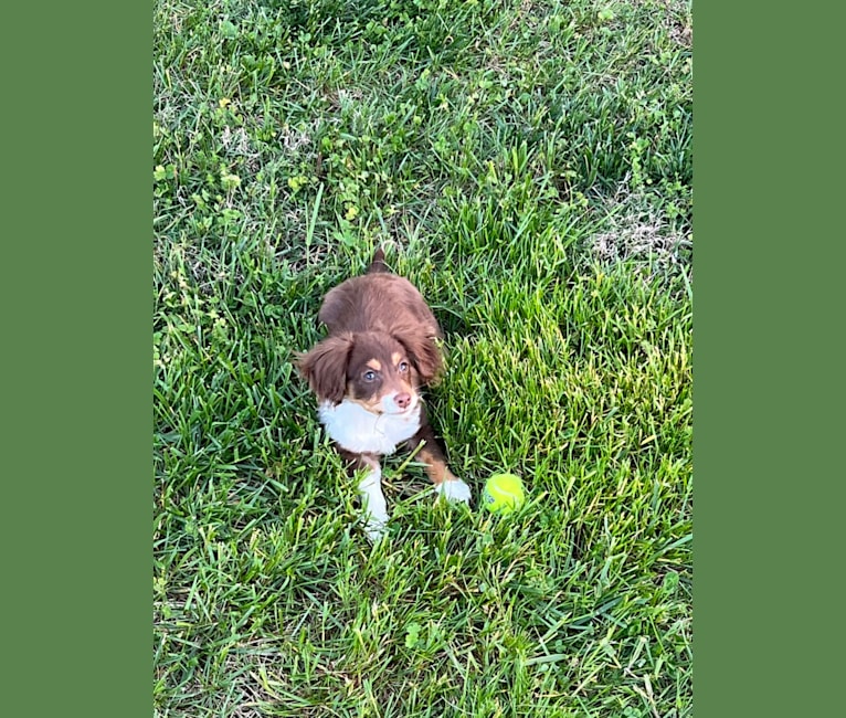 Bentley Duke, an Aussiedoodle tested with EmbarkVet.com