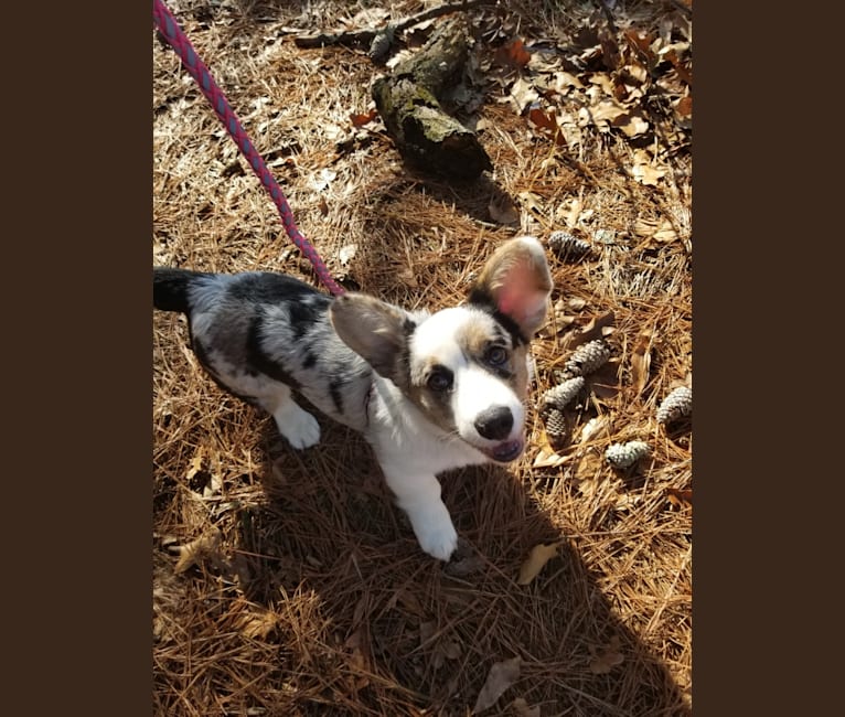 Photo of Julie, a Cardigan Welsh Corgi  in Moscow, Russia