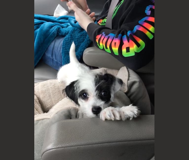 Penny, a Poodle (Small) and Maltese mix tested with EmbarkVet.com