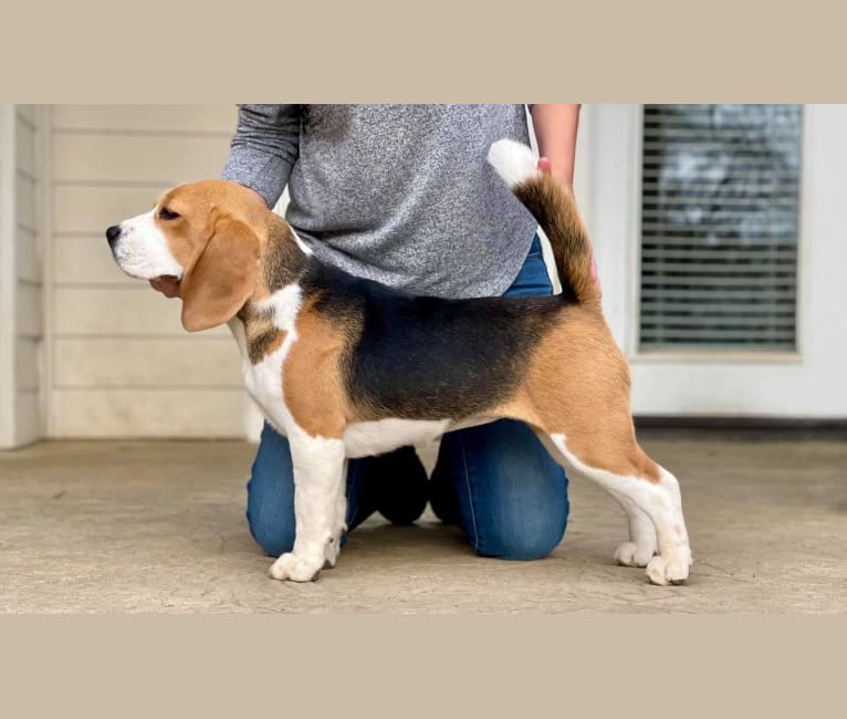 Charity, a Beagle tested with EmbarkVet.com