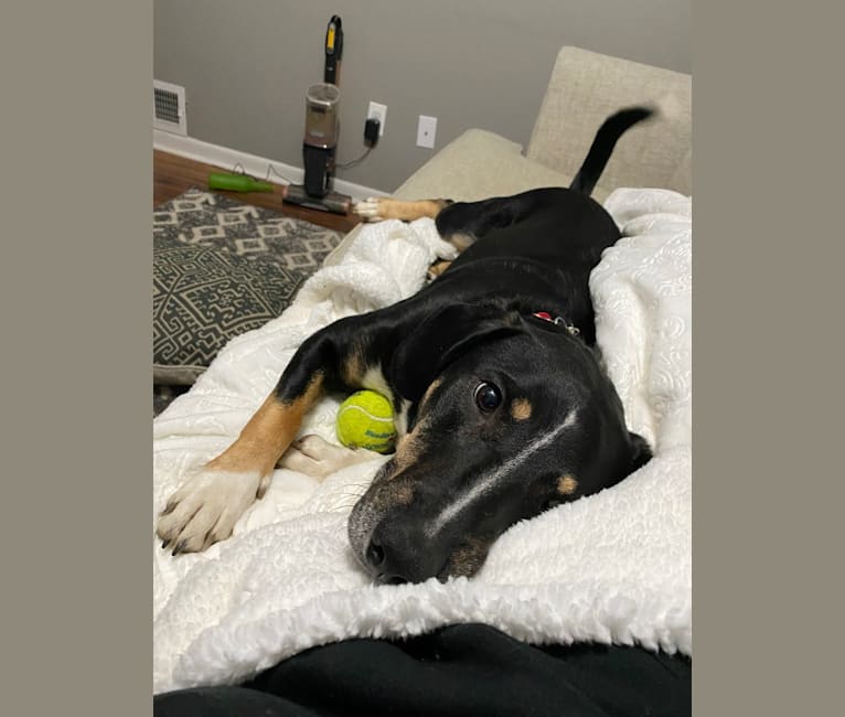 Cannonball, a Mountain Cur and Border Collie mix tested with EmbarkVet.com