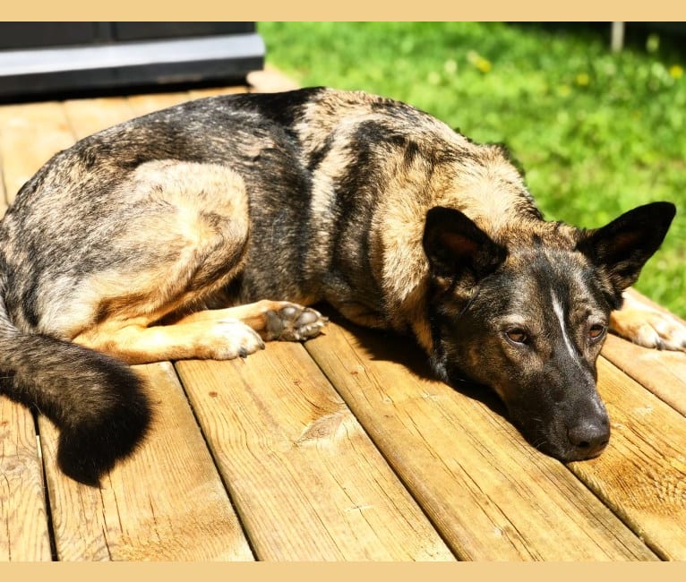 Dakota, a German Shepherd Dog and Norwegian Elkhound mix tested with EmbarkVet.com