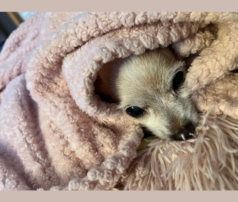 Honii Barron, a Yorkshire Terrier and Chihuahua mix tested with EmbarkVet.com