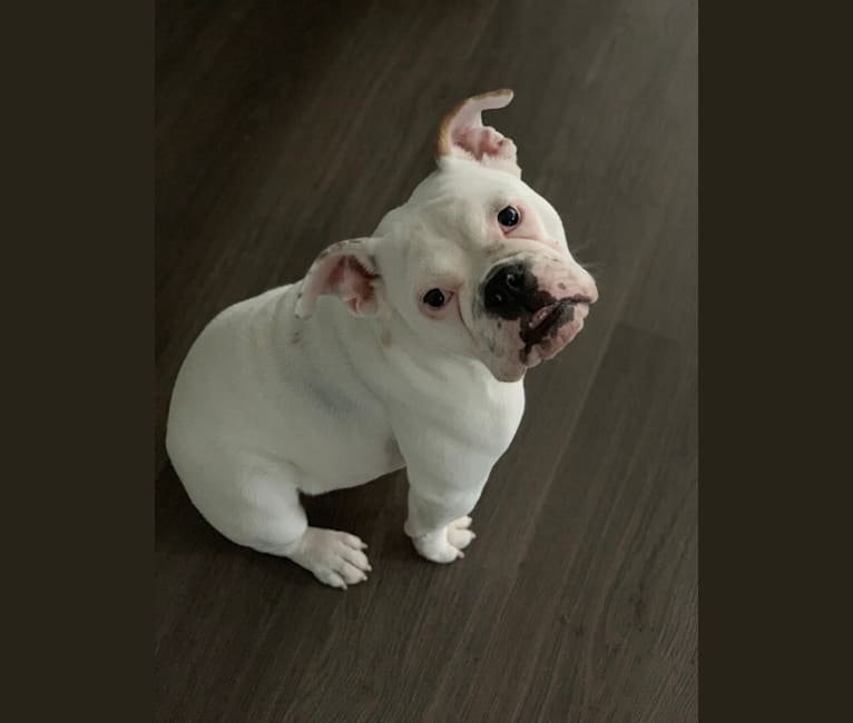 Molly, a Bulldog tested with EmbarkVet.com