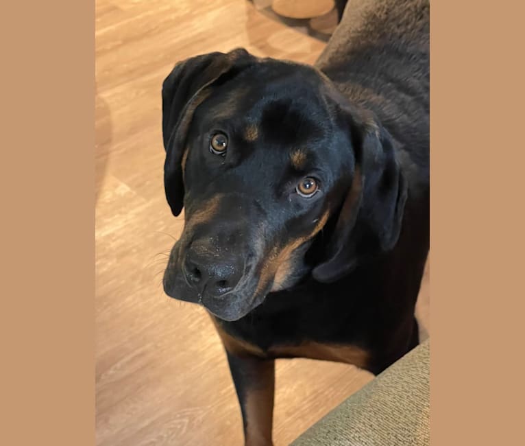 Tucker, a Rottweiler and Black and Tan Coonhound mix tested with EmbarkVet.com