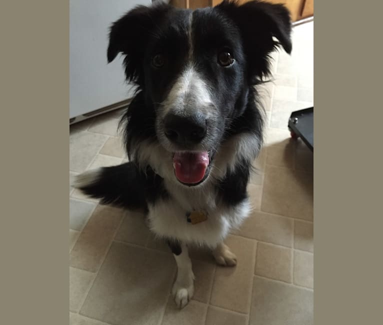 Nucky, a Border Collie and Miniature/MAS-type Australian Shepherd mix tested with EmbarkVet.com