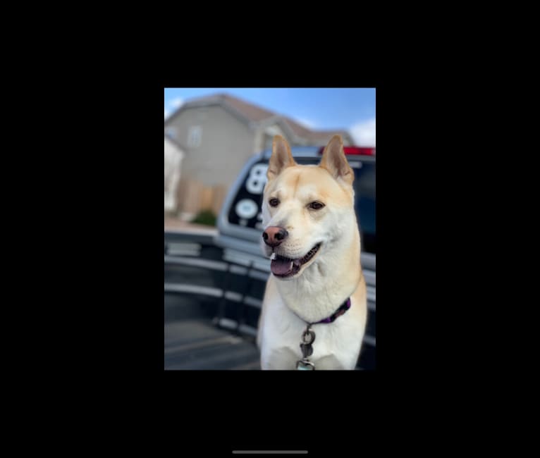 Sophie, a Chinese Shar-Pei and Siberian Husky mix tested with EmbarkVet.com