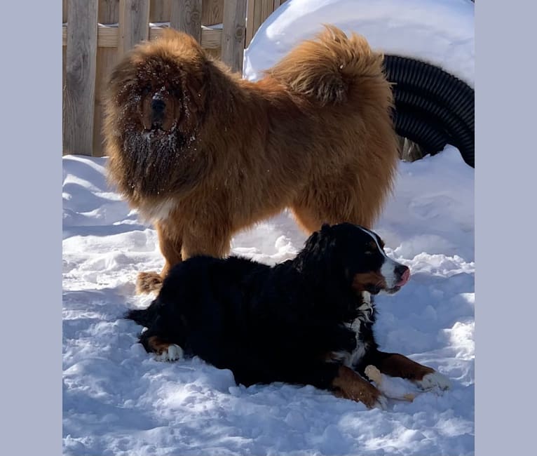 Crispy Long, a Tibetan Mastiff tested with EmbarkVet.com