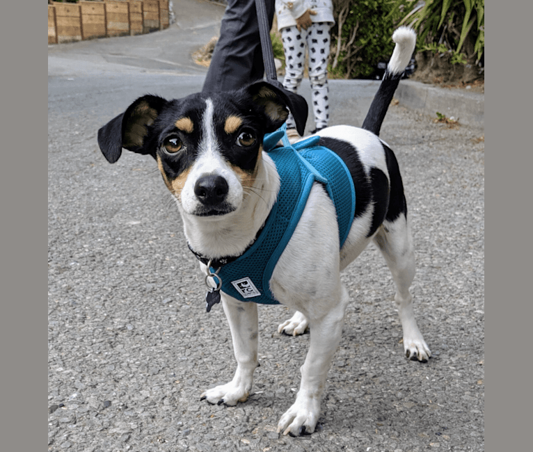 Photo of Eli, a Chihuahua, Shih Tzu, and Poodle (Small) mix in Tracy, California, USA