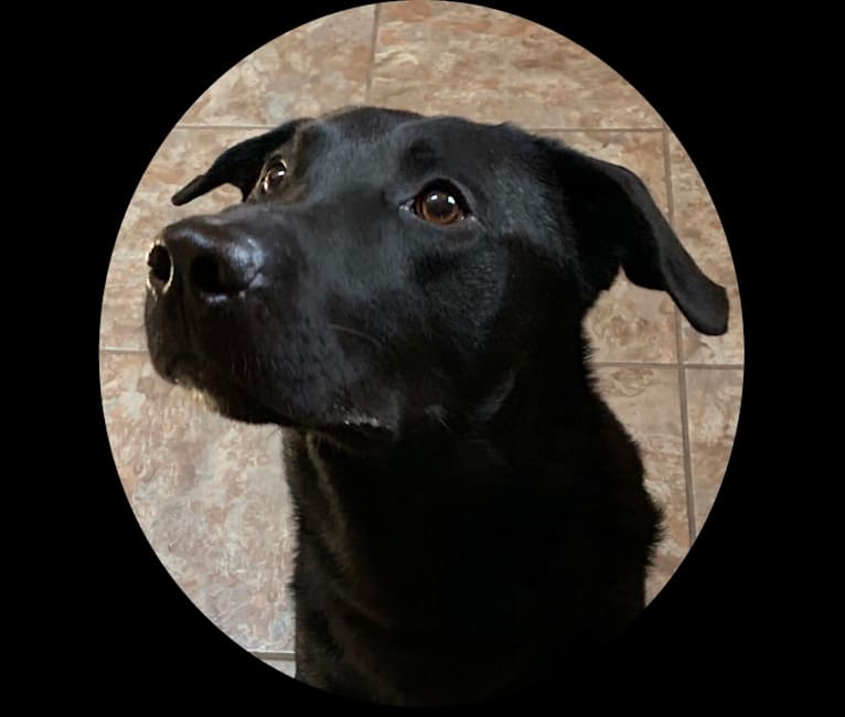 Bode, a Labrador Retriever and German Shepherd Dog mix tested with EmbarkVet.com