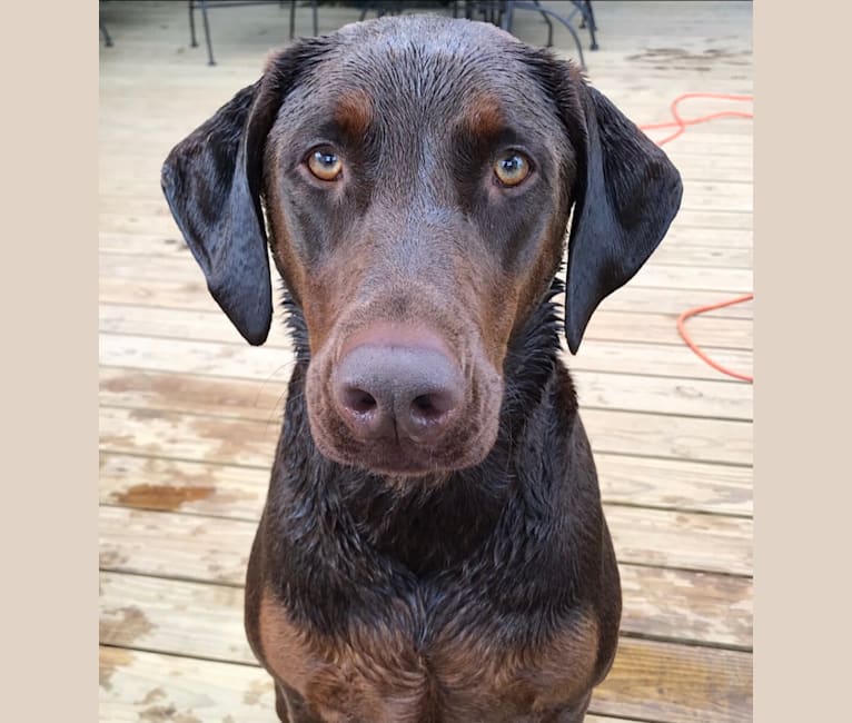 Minerva, a Doberman Pinscher and Golden Retriever mix tested with EmbarkVet.com