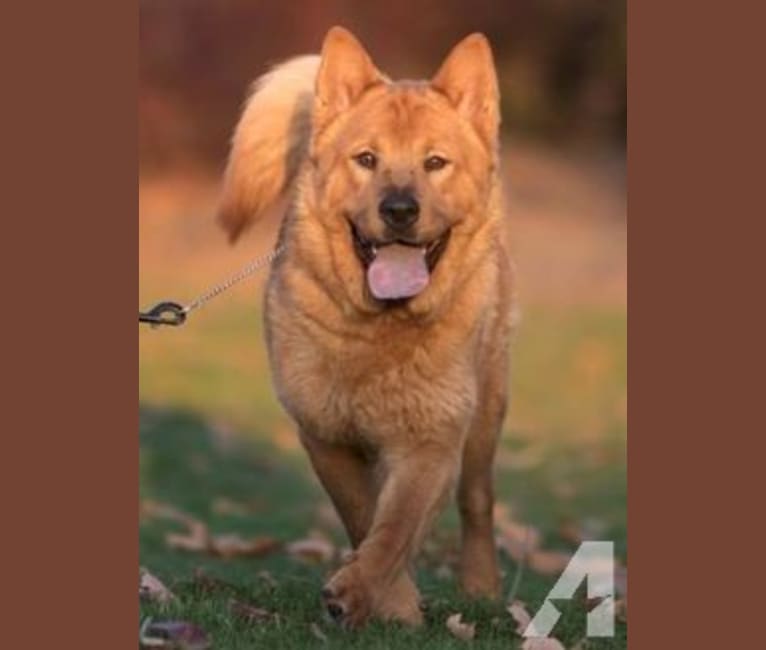 Penny, a Chow Chow and Rat Terrier mix tested with EmbarkVet.com