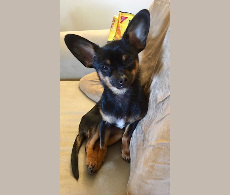 Ivy, a Chihuahua and Dachshund mix tested with EmbarkVet.com