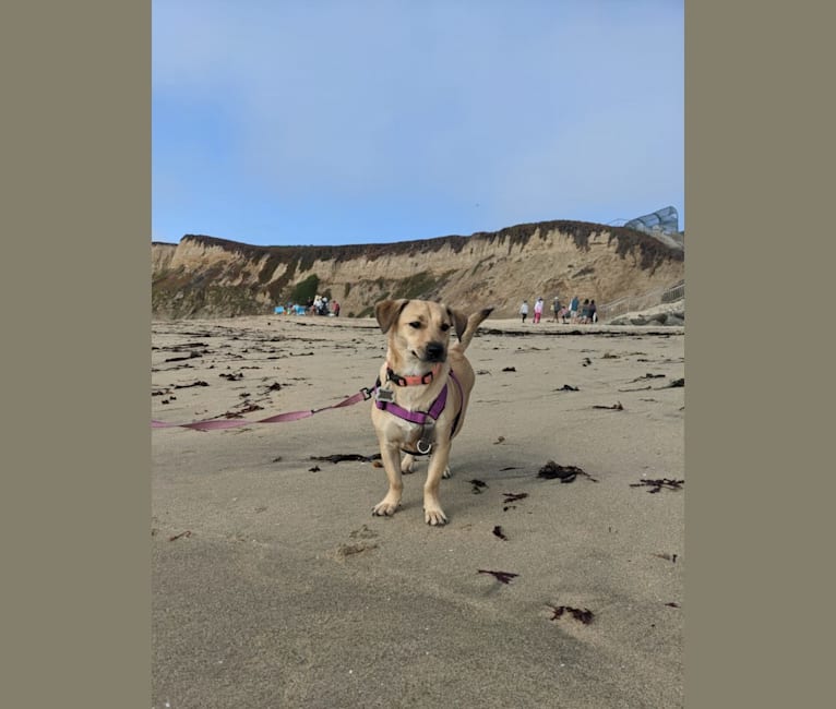 Photo of Blondie, a Chihuahua, American Pit Bull Terrier, Cocker Spaniel, Pomeranian, and Mixed mix in Emeryville, CA, USA