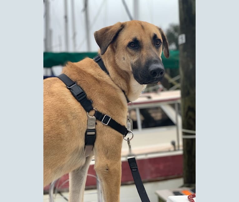 Rocket, a German Shepherd Dog and Great Pyrenees mix tested with EmbarkVet.com