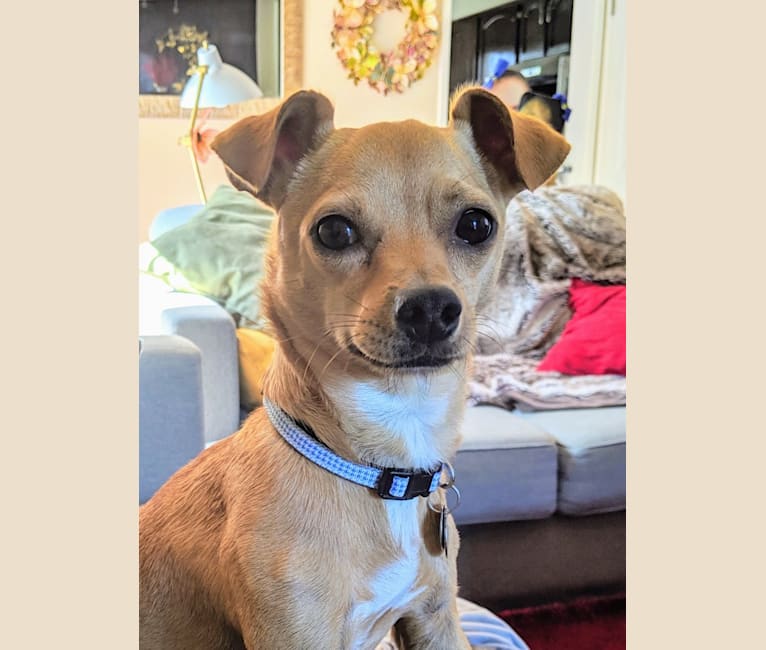 Chuck, a Chihuahua and Pomeranian mix tested with EmbarkVet.com