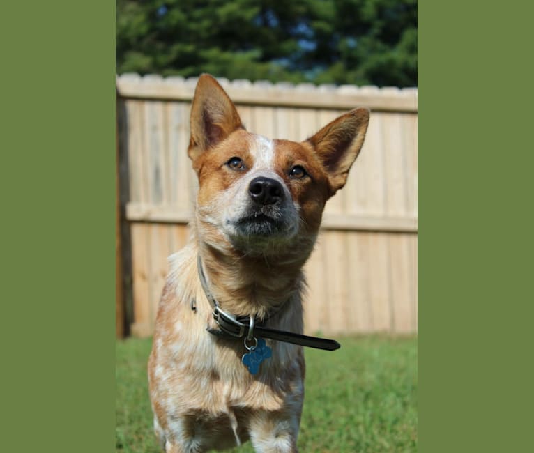 Ace, an Australian Cattle Dog tested with EmbarkVet.com