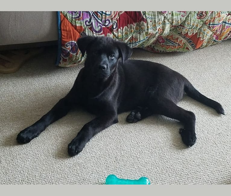 Embark Dog DNA Test Breed