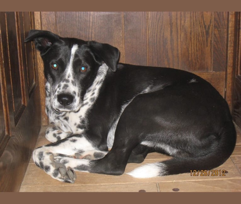 Embark Dog DNA Test Breed