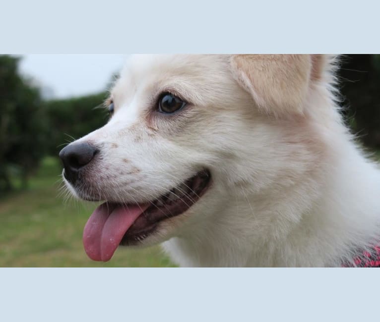 Jada, an East Asian Village Dog and Pekingese mix tested with EmbarkVet.com