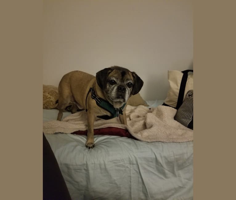 Barney, a Puggle tested with EmbarkVet.com