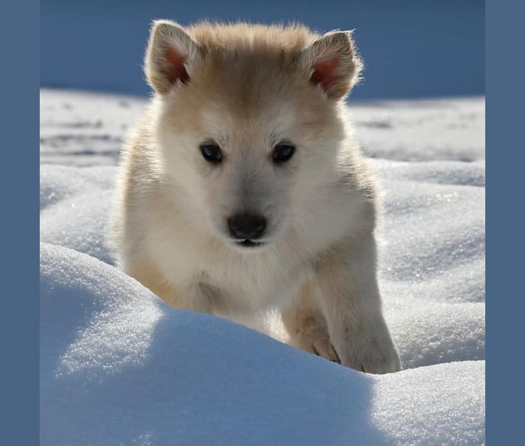 Odin, a Siberian Husky and German Shepherd Dog mix tested with EmbarkVet.com