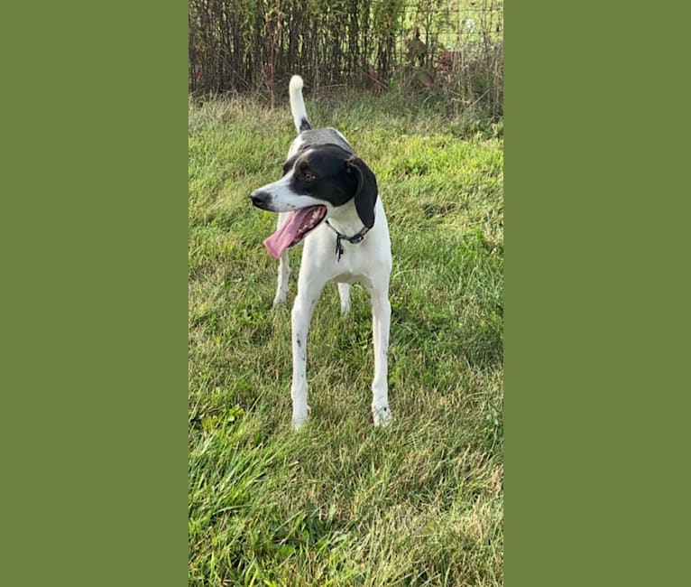 Treeing walker coonhound bluetick coonhound mix clearance
