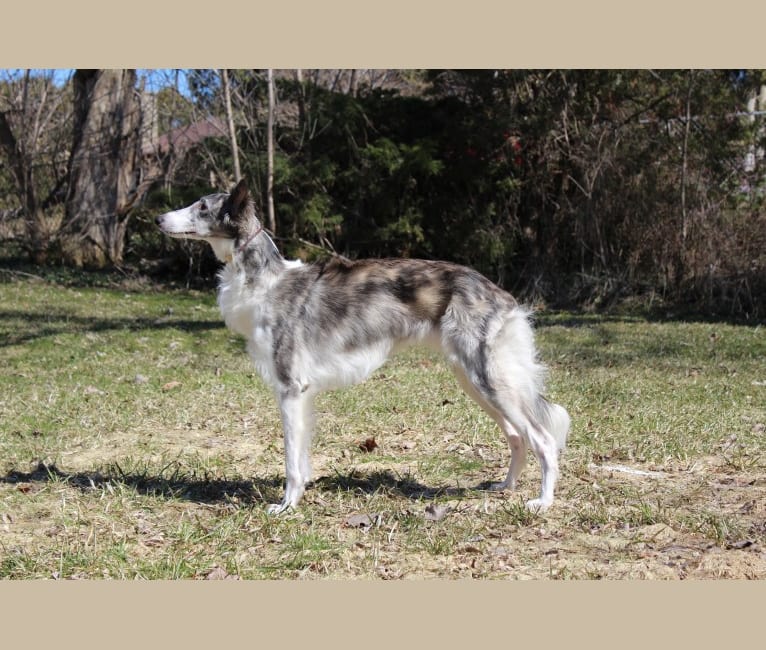 Twig, a Silken Windhound tested with EmbarkVet.com