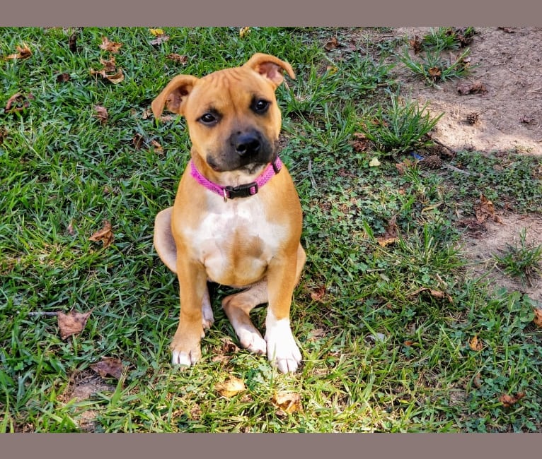 Photo of Gretel, a Staffordshire Bull Terrier  in USA