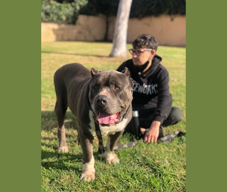 Otis, an American Pit Bull Terrier and Neapolitan Mastiff mix tested with EmbarkVet.com